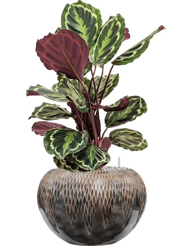 Calathea 'Medallion' in Baq Luxe Lite Universe Comet Soil (Vulkastrat) - Foto 81590