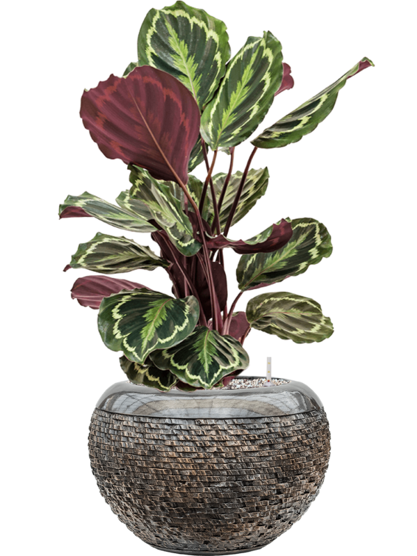 Calathea 'Medallion' in Baq Luxe Lite Universe Layer Soil (Vulkastrat) - Foto 81591