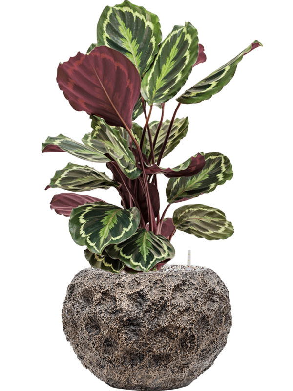 Calathea 'Medallion' in Baq Luxe Lite Universe Moon Soil (Vulkastrat) - Foto 81592