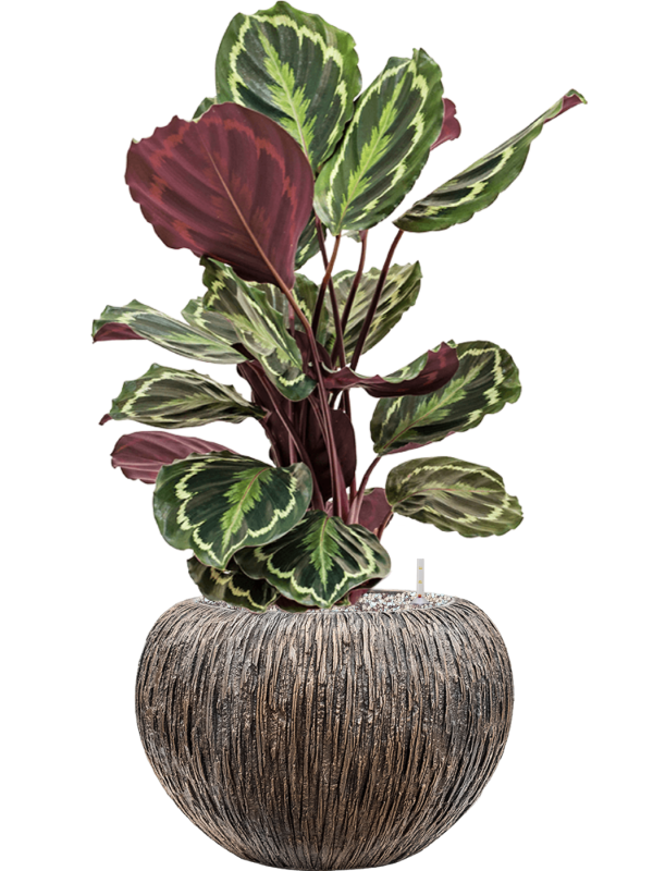 Calathea 'Medallion' in Baq Luxe Lite Universe Waterfall Soil (Vulkastrat) - Foto 81593