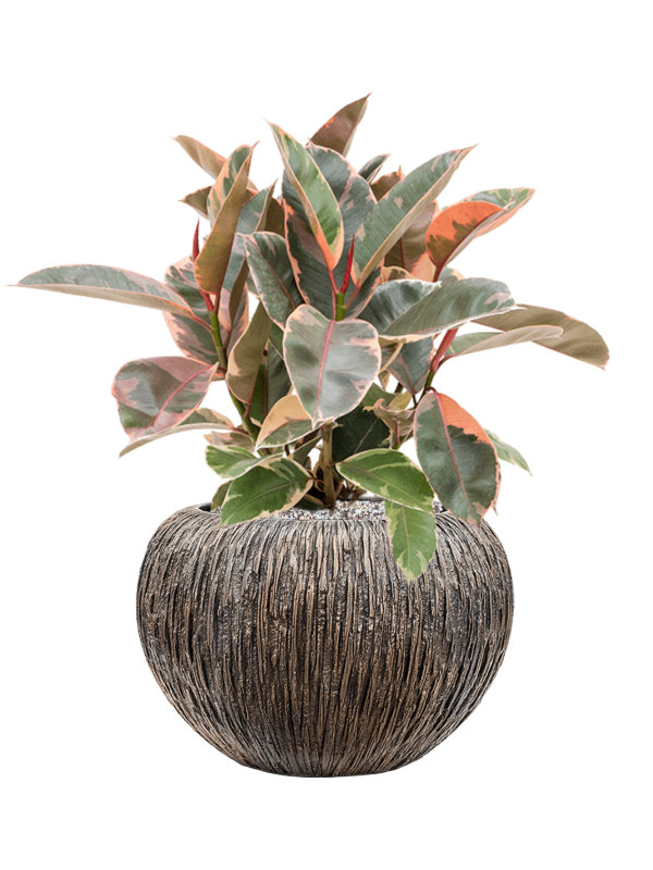 Ficus elastica 'Belize' in Baq Luxe Lite Universe Waterfall Soil (Vulkastrat) - Foto 81594