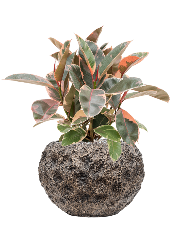 Ficus elastica 'Belize' in Baq Luxe Lite Universe Moon Soil (Vulkastrat) - Foto 81595