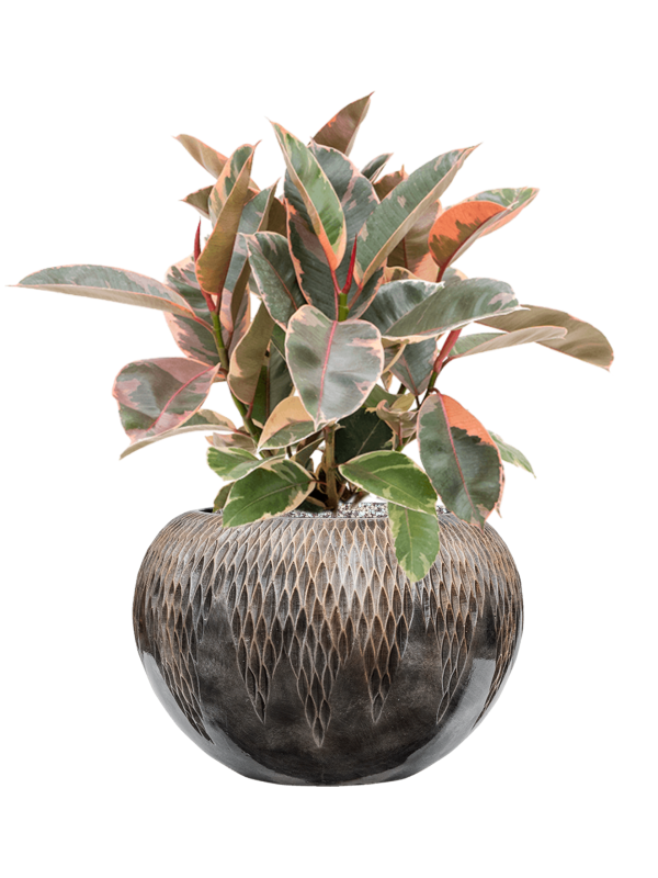 Ficus elastica 'Belize' in Baq Luxe Lite Universe Comet Soil (Vulkastrat) - Foto 81597