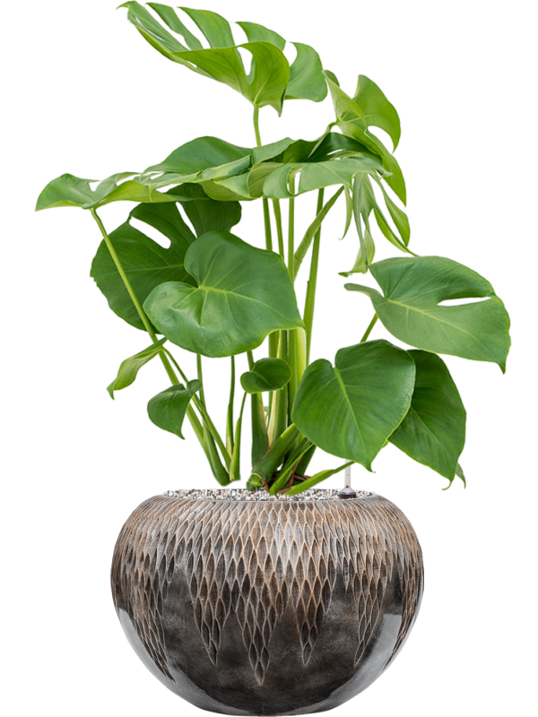 Monstera deliciosa in Baq Luxe Lite Universe Comet Soil (Vulkastrat) - Foto 81598