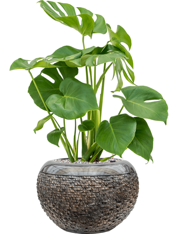 Monstera deliciosa in Baq Luxe Lite Universe Layer Soil (Vulkastrat) - Foto 81599