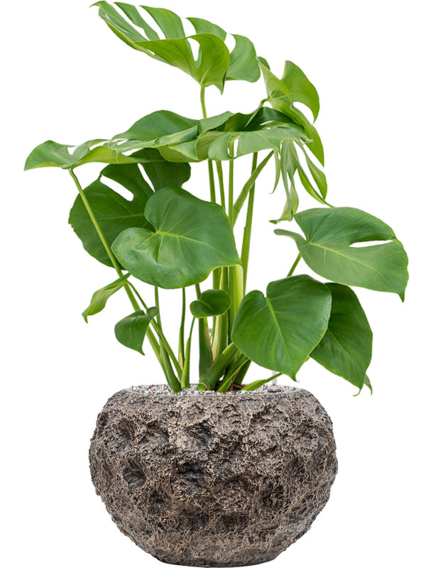 Monstera deliciosa in Baq Luxe Lite Universe Moon Soil (Vulkastrat) - Foto 81600