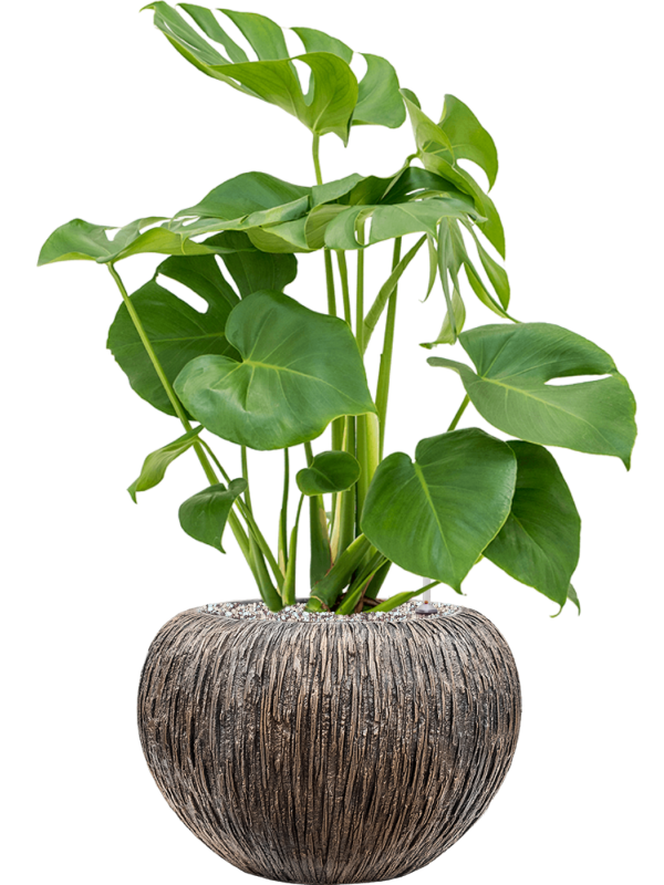 Monstera deliciosa in Baq Luxe Lite Universe Waterfall Soil (Vulkastrat) - Foto 81601