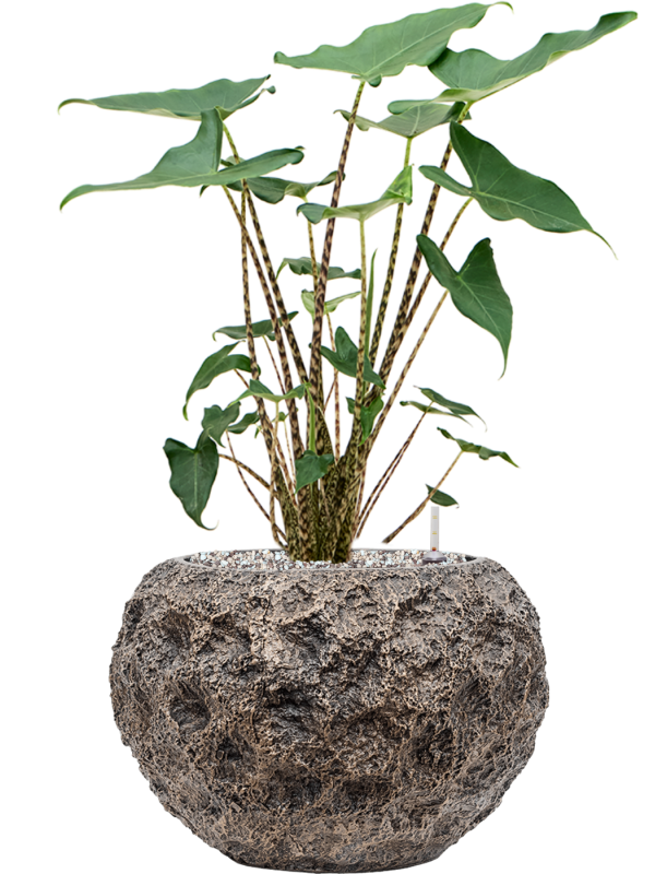 Alocasia 'Siberian Tiger' in Baq Luxe Lite Universe Moon Soil (Vulkastrat) - Foto 81603