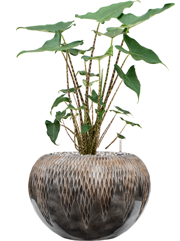 Alocasia 'Siberian Tiger' in Baq Luxe Lite Universe Comet Soil (Vulkastrat) - Foto 81605