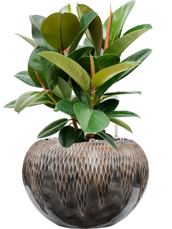 Ficus elastica 'Robusta' in Baq Luxe Lite Universe Comet Soil (Vulkastrat) - Foto 81606