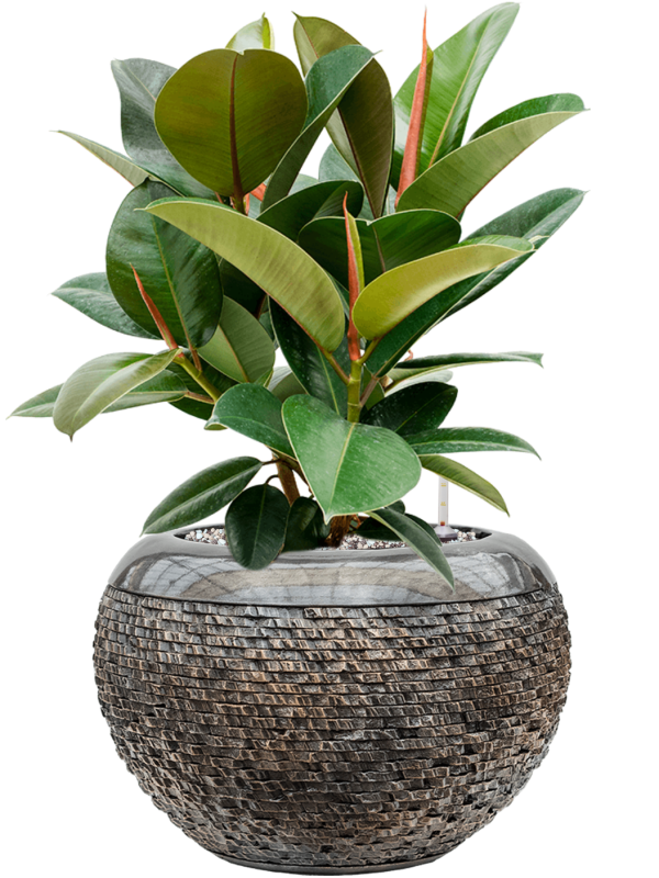 Ficus elastica 'Robusta' in Baq Luxe Lite Universe Layer Soil (Vulkastrat) - Foto 81607