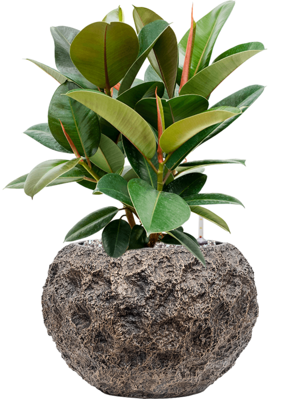 Ficus elastica 'Robusta' in Baq Luxe Lite Universe Moon Soil (Vulkastrat) - Foto 81608