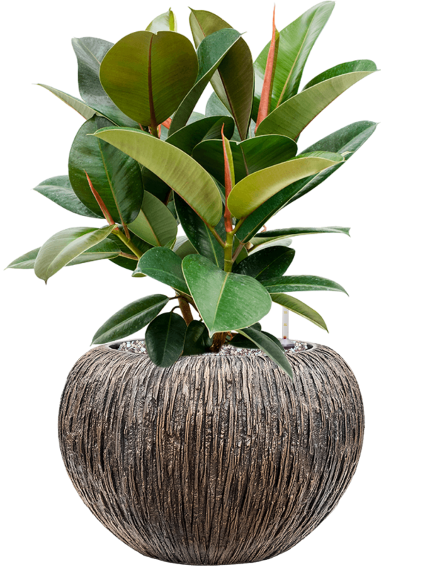 Ficus 'Robusta' in Baq Luxe Lite Universe Waterfall Soil (Vulkastrat) - Foto 81609