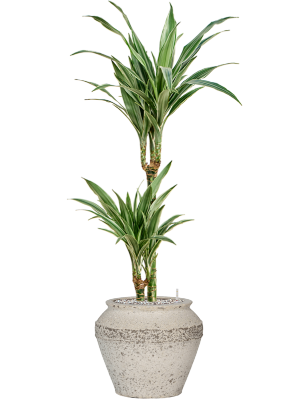 Dracaena deremensis 'Warneckei' in Mediterranean Soil (Vulkastrat) - Foto 81623