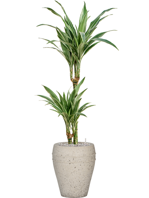 Dracaena deremensis 'Warneckei' in Mediterranean Soil (Vulkastrat) - Foto 81624