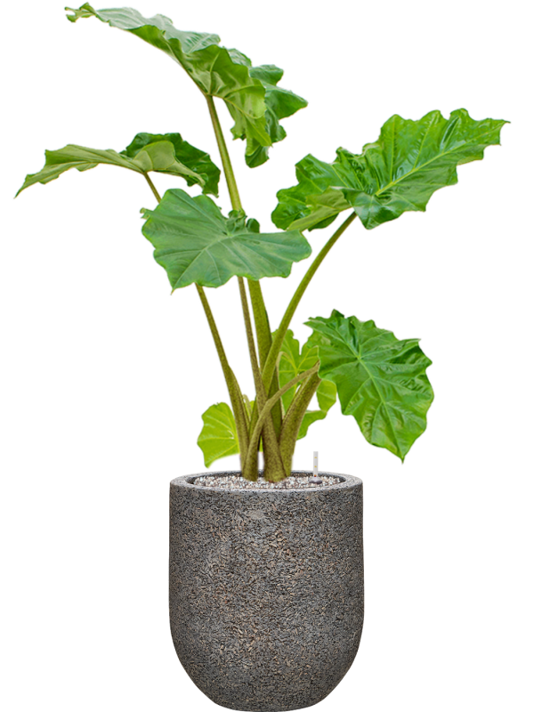 Alocasia 'Portodora' in Baq Naturescast Soil (Vulkastrat) - Foto 81631