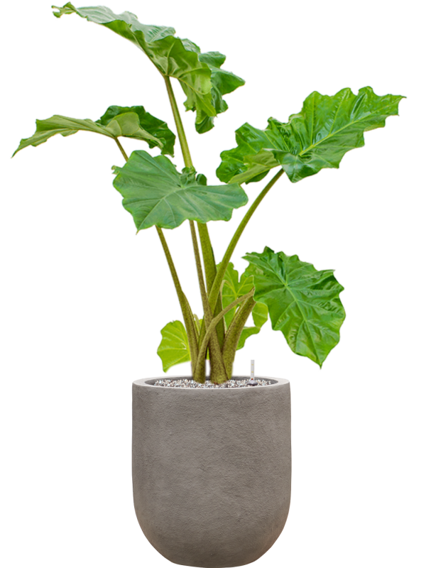 Alocasia 'Portodora' in Baq Nucast Soil (Vulkastrat) - Foto 81632