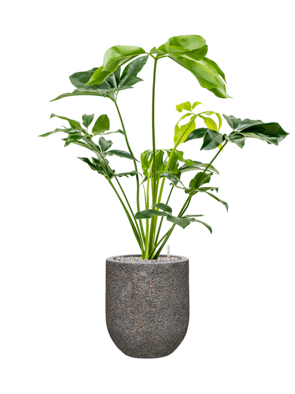 Philodendron 'Green Wonder' in Baq Naturescast Soil (Vulkastrat) - Foto 81637