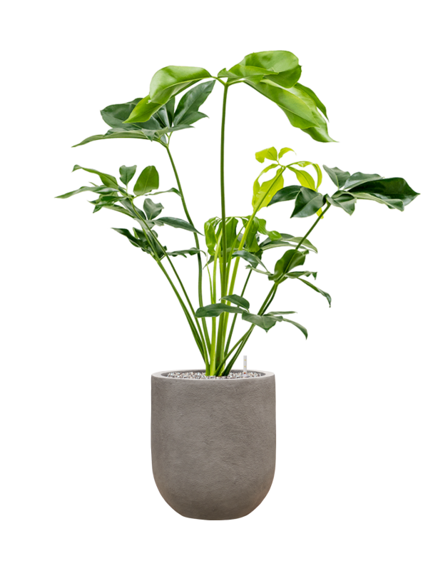 Philodendron 'Green Wonder' in Baq Nucast Soil (Vulkastrat) - Foto 81638