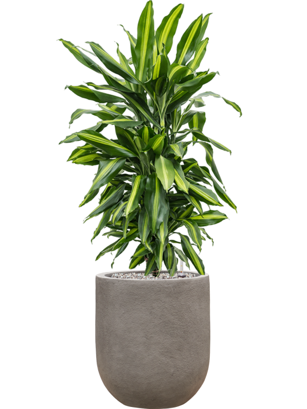 Dracaena fragrans 'Cintho' in Baq Nucast Soil (Vulkastrat) - Foto 81643