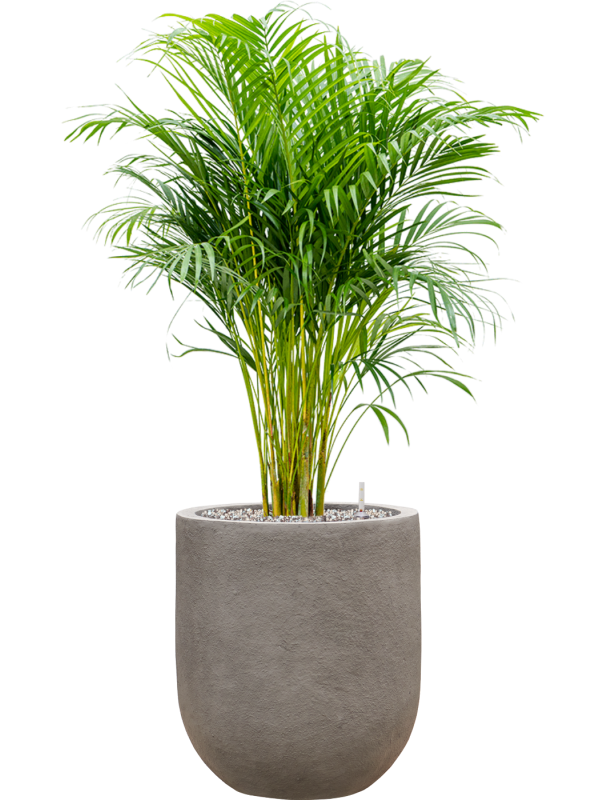 Dypsis (Areca) lutescens in Baq Nucast Soil (Vulkastrat) - Foto 81647