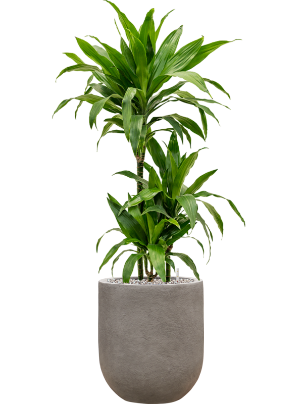 Dracaena fragrans 'Janet Craig' in Baq Nucast Soil (Vulkastrat) - Foto 81651