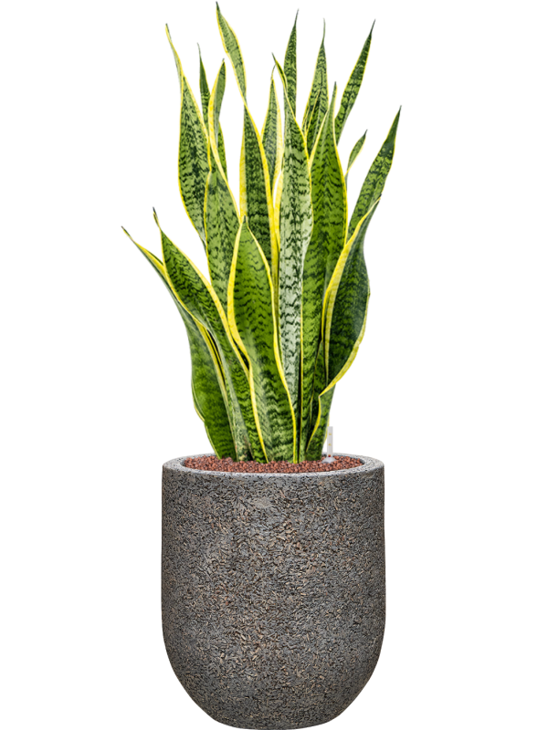 Sansevieria trifasciata 'Laurentii' in Baq Naturescast Hydroculture - Foto 81657