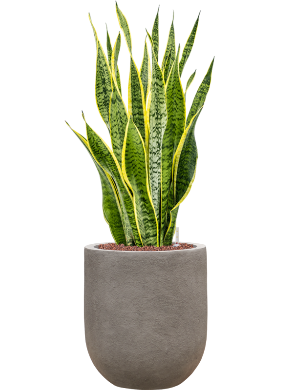 Sansevieria trifasciata 'Laurentii' in Baq Nucast Hydroculture - Foto 81658