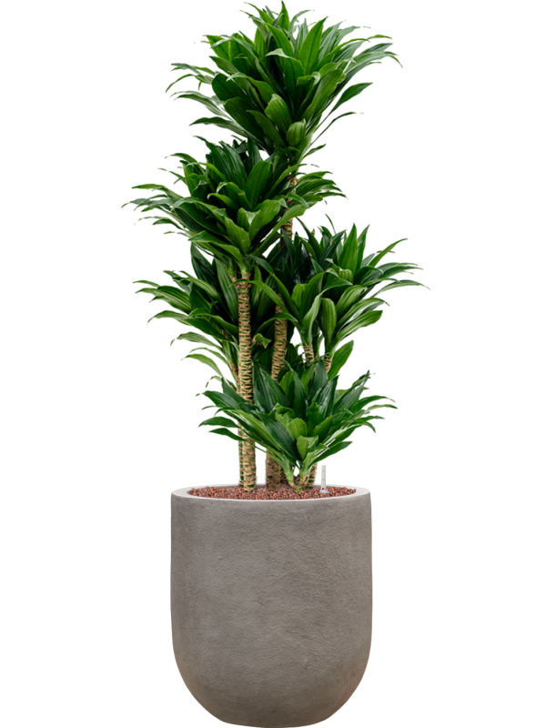 Dracaena fragrans 'Compacta' in Baq Nucast Hydroculture - Foto 81671