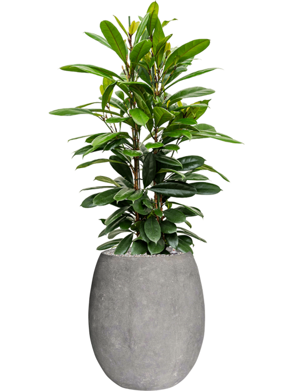 Ficus cyathistipula in Baq Polystone Coated Plain Soil (Vulkastrat) - Foto 81674