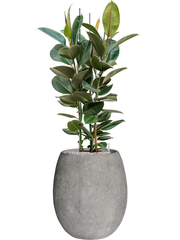 Ficus elastica 'Robusta' in Baq Polystone Coated Plain Soil (Vulkastrat) - Foto 81679