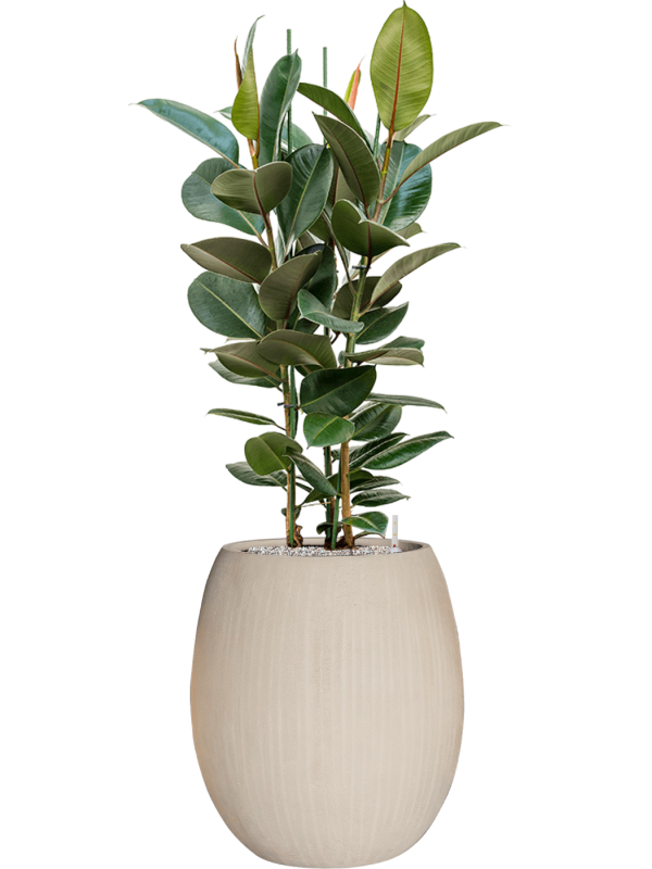 Ficus elastica 'Robusta' in Baq Polystone Coated Plain Soil (Vulkastrat) - Foto 81680