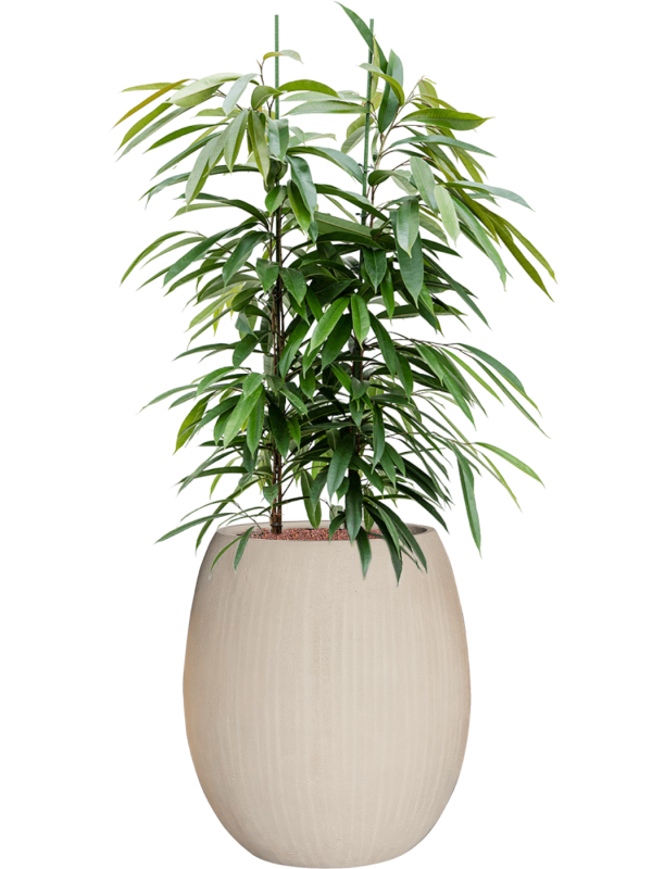 Ficus binnendijkii Amstel King in Baq Polystone Coated Plain Hydroculture, 40752 - Foto 81684