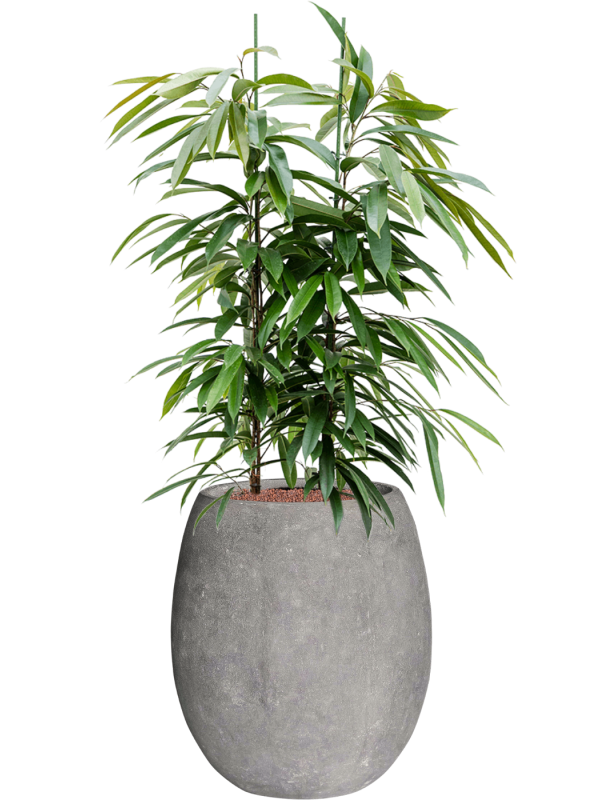 Ficus binnendijkii Amstel King in Baq Polystone Coated Plain Hydroculture, 40753 - Foto 81685