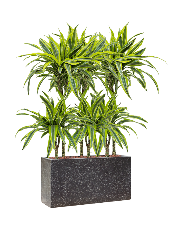 Dracaena fragrans 'Lemon Lime' in Baq Terrazzo Hydroculture - Foto 81688