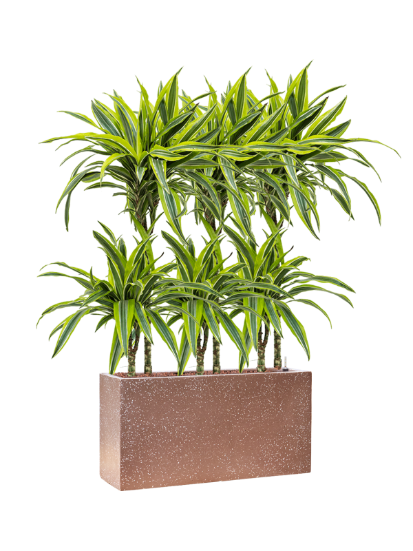 Dracaena fragrans 'Lemon Lime' in Baq Terrazzo Hydroculture, 40757 - Foto 81689