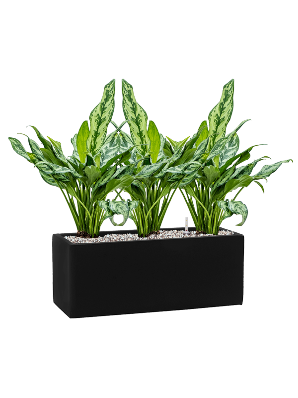 Aglaonema 'Miss Julliette' in Fiberstone Soil (Vulkastrat), 40764 - Foto 81696