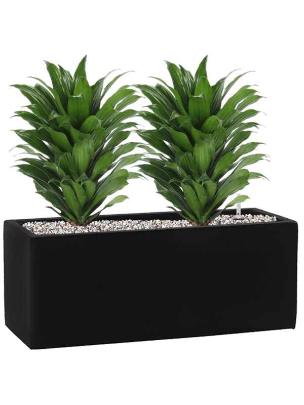 Dracaena fragrans 'Compacta' in Fiberstone Soil (Vulkastrat) - Foto 81697