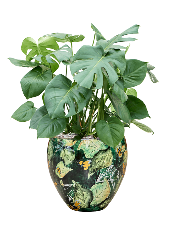 Monstera deliciosa in Thom Designed By Lammie Soil (Vulkastrat) - Foto 81706