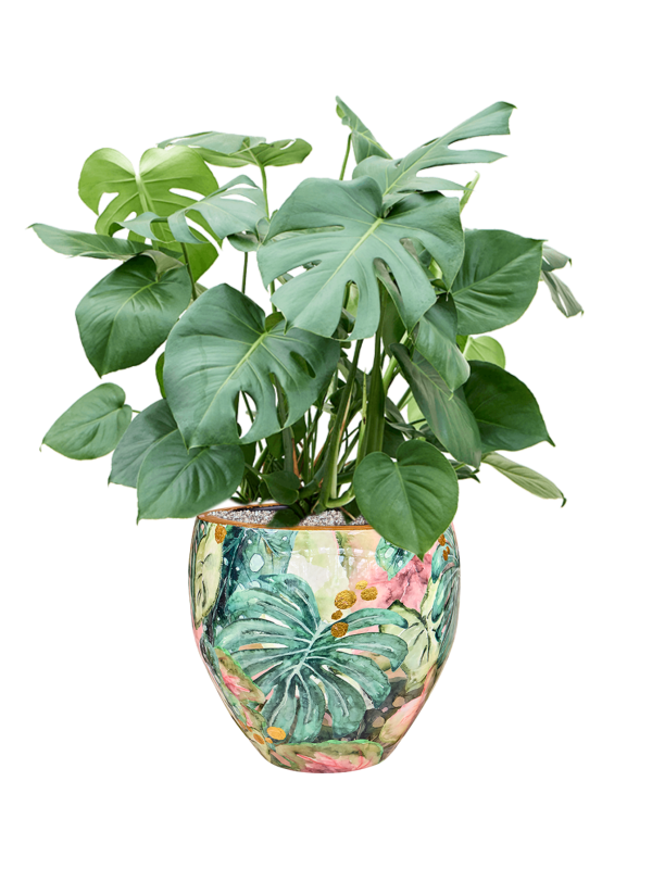 Monstera deliciosa in Thom Designed By Lammie Soil (Vulkastrat), 40775 - Foto 81707