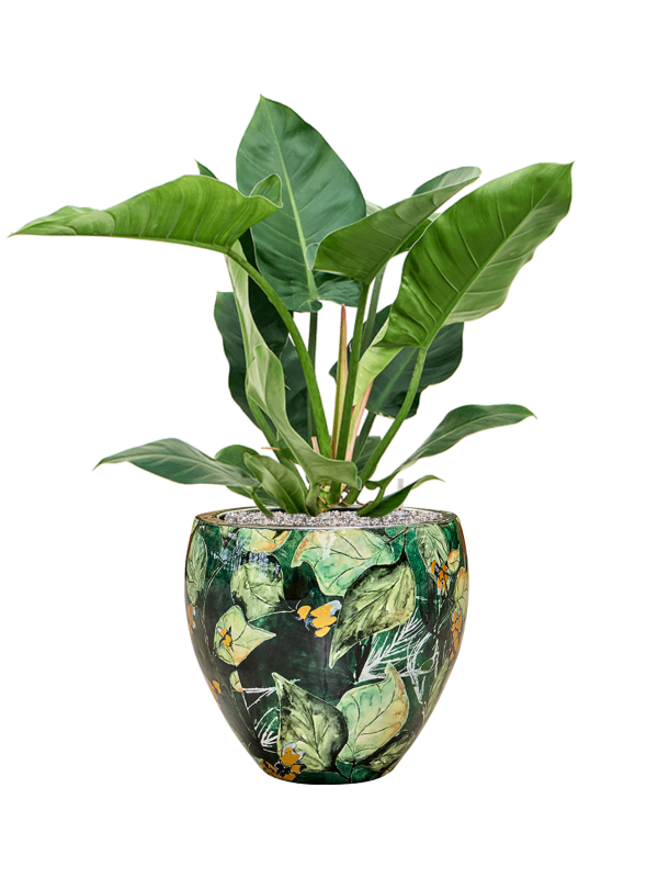 Philodendron 'Imperial Green' in Thom Designed By Lammie Soil (Vulkastrat), 40784 - Foto 81716