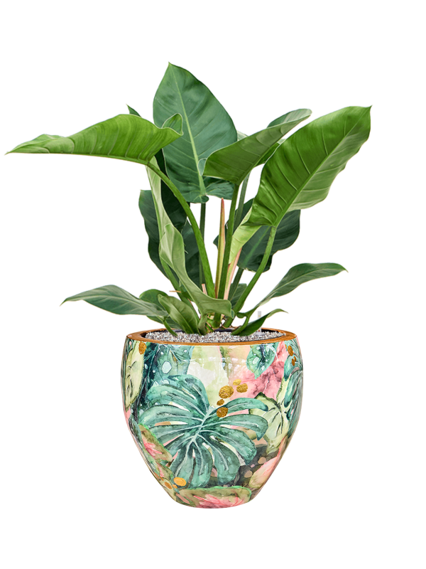 Philodendron 'Imperial Green' in Thom Designed By Lammie Soil (Vulkastrat) - Foto 81717