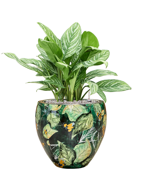 Aglaonema 'Stripes' in Thom Designed By Lammie Soil (Vulkastrat) - Foto 81727