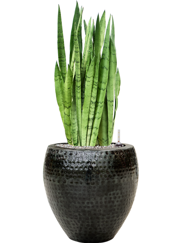 Sansevieria trifasciata 'Silver Mist' in Thom Soil (Vulkastrat) - Foto 81740