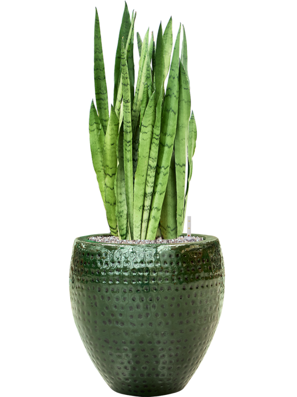 Sansevieria trifasciata 'Silver Mist' in Thom Soil (Vulkastrat) - Foto 81741