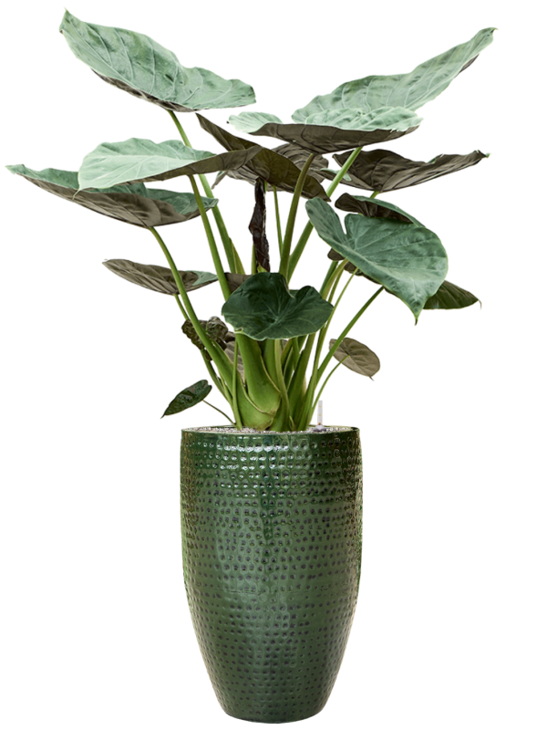 Alocasia Wentii in Thom Soil (Vulkastrat) - Foto 81743