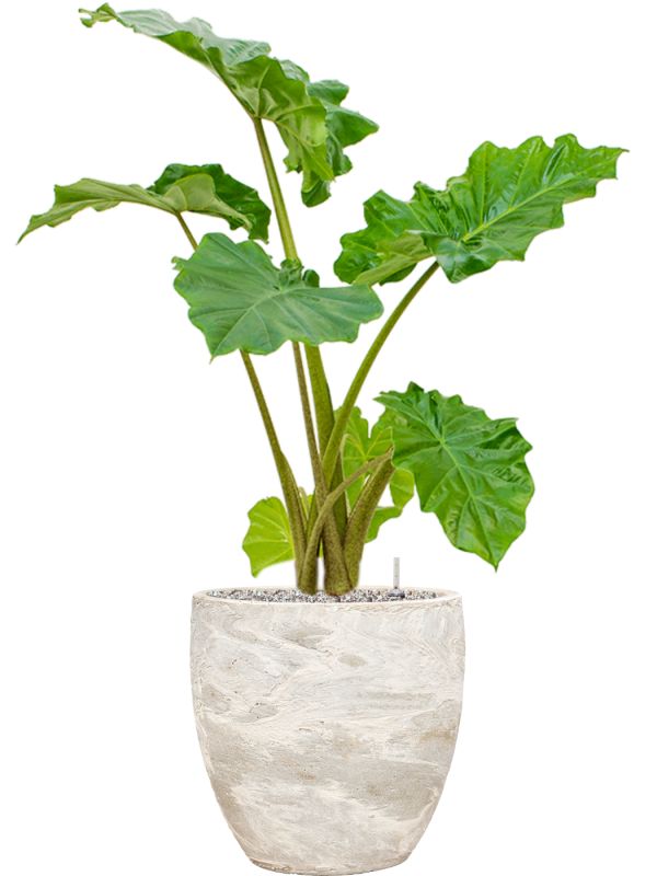 Alocasia 'Portodora' in Baq Algar Soil (Vulkastrat), 40834 - Foto 81766