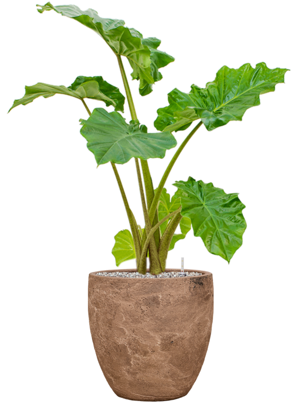 Alocasia 'Portodora' in Baq Algar Soil (Vulkastrat) - Foto 81767