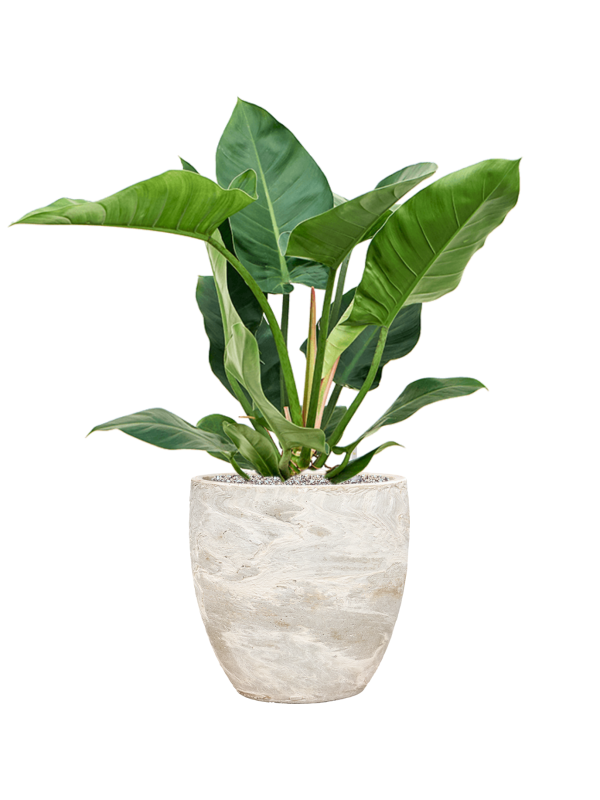 Philodendron 'Imperial Green' in Baq Algar Soil (Vulkastrat) - Foto 81770