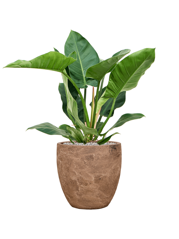 Philodendron 'Imperial Green' in Baq Algar Soil (Vulkastrat) - Foto 81771